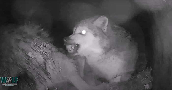 Adorable Video Of This Mama Wolf's Free Time Being Interrupted By Her Pups Is Capturing People's Hearts Adorable Video Of This Mama Wolf's Free Time Being Interrupted By Her Pups Is Capturing People's Hearts
