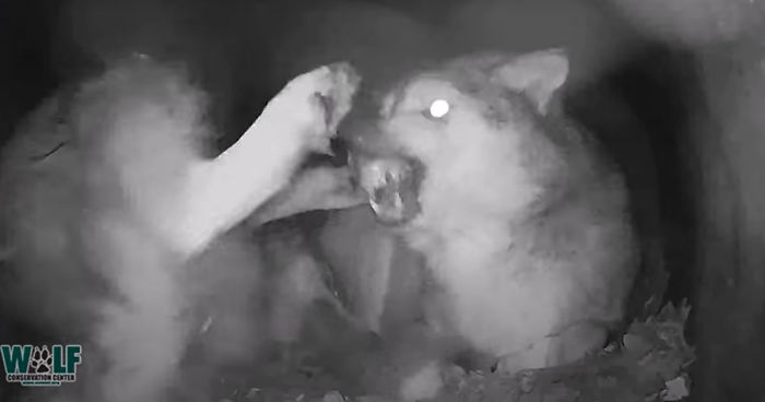 Adorable Video Of This Mama Wolf's Free Time Being Interrupted By Her Pups Is Capturing People's Hearts Adorable Video Of This Mama Wolf's Free Time Being Interrupted By Her Pups Is Capturing People's Hearts