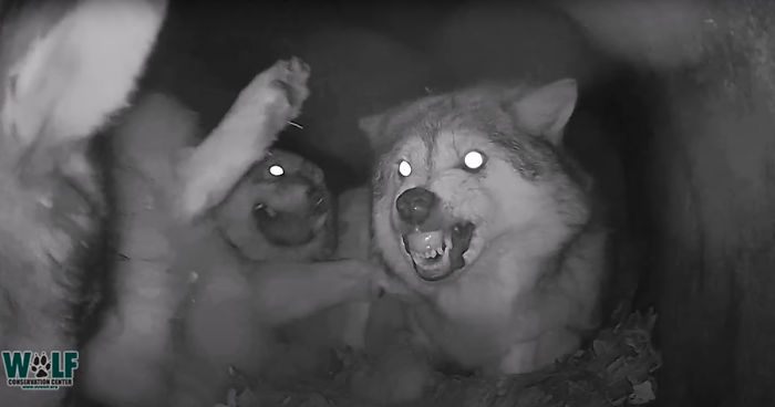 Adorable Video Of This Mama Wolf's Free Time Being Interrupted By Her Pups Is Capturing People's Hearts Adorable Video Of This Mama Wolf's Free Time Being Interrupted By Her Pups Is Capturing People's Hearts