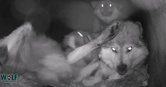 Adorable Video Of This Mama Wolf's Free Time Being Interrupted By Her Pups Is Capturing People's Hearts Adorable Video Of This Mama Wolf's Free Time Being Interrupted By Her Pups Is Capturing People's Hearts