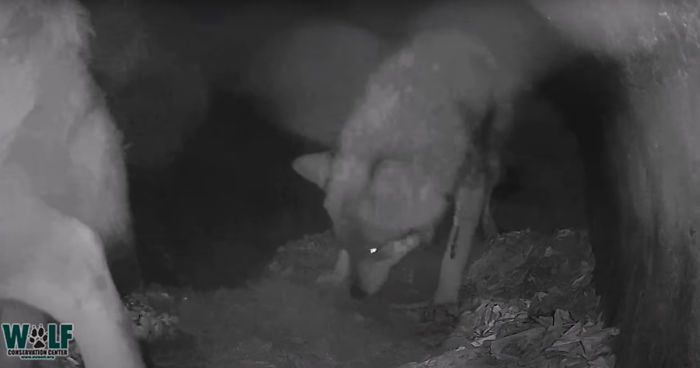 Adorable Video Of This Mama Wolf's Free Time Being Interrupted By Her Pups Is Capturing People's Hearts