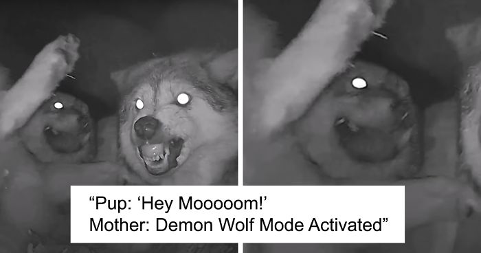 Adorable Video Of This Mama Wolf’s Free Time Being Interrupted By Her Pups Is Capturing People’s Hearts