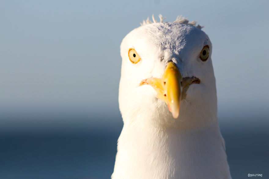 A Seagull's Take On Raising Kids During A Pandemic