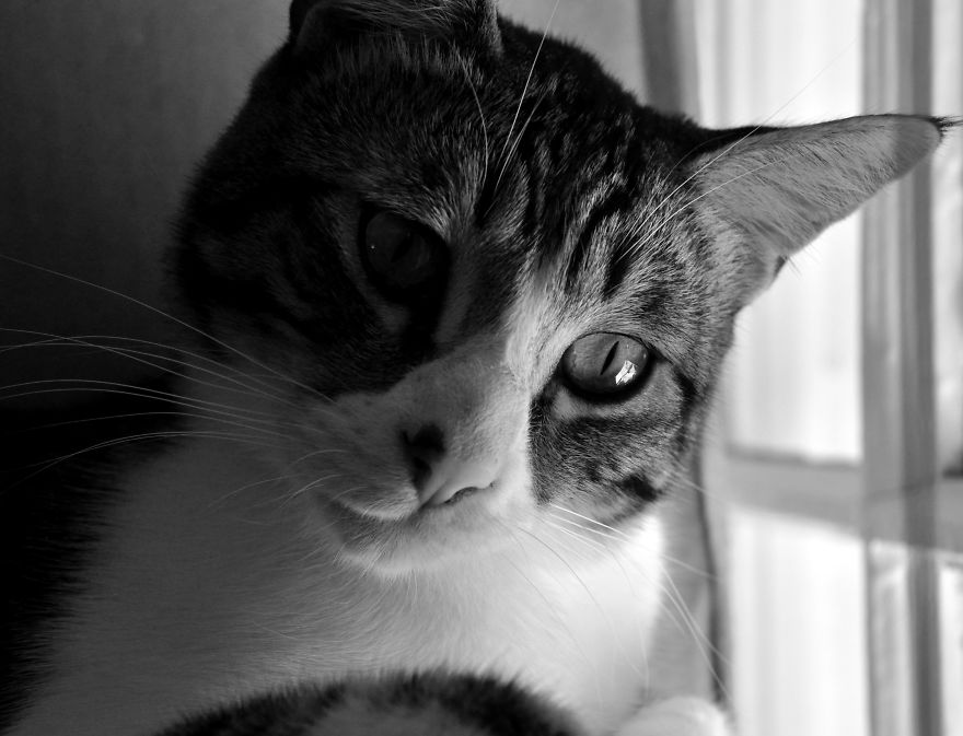 I Adopted A Cat In February, And He's Been Posing For Photos Throughout The Pandemic I Adopted A Cat In February, And He's Been Posing For Photos Throughout The Pandemic