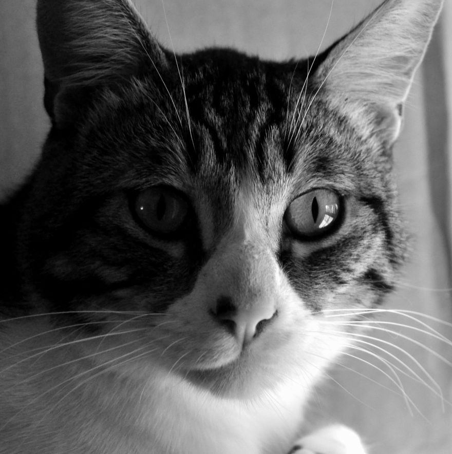 I Adopted A Cat In February, And He's Been Posing For Photos Throughout The Pandemic