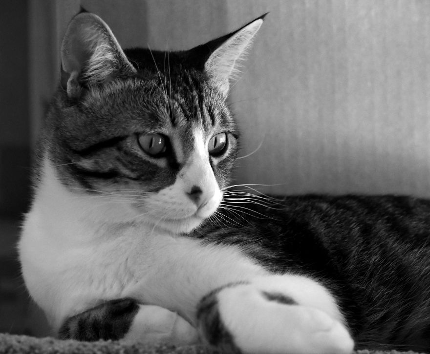 I Adopted A Cat In February, And He's Been Posing For Photos Throughout The Pandemic I Adopted A Cat In February, And He's Been Posing For Photos Throughout The Pandemic