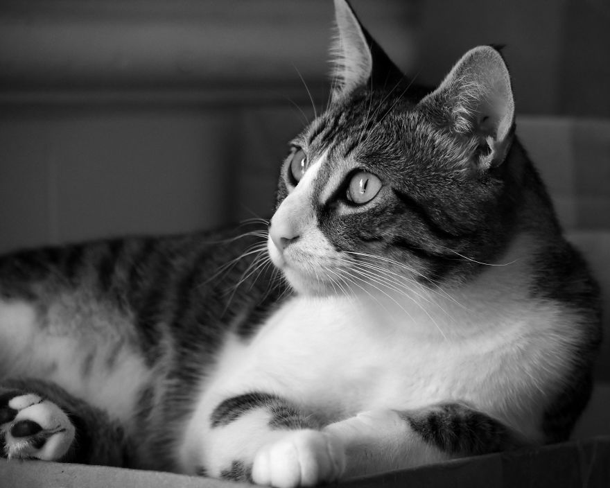 I Adopted A Cat In February, And He's Been Posing For Photos Throughout The Pandemic I Adopted A Cat In February, And He's Been Posing For Photos Throughout The Pandemic