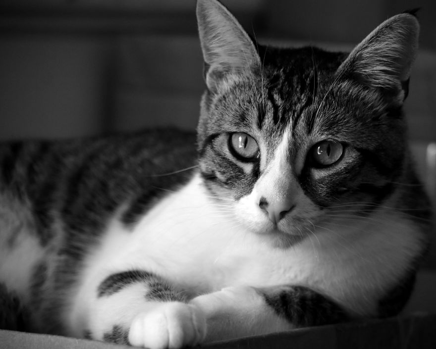 I Adopted A Cat In February, And He's Been Posing For Photos Throughout The Pandemic I Adopted A Cat In February, And He's Been Posing For Photos Throughout The Pandemic