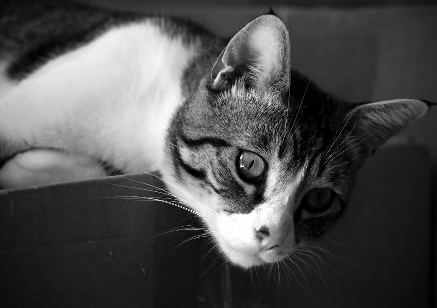 I Adopted A Cat In February, And He's Been Posing For Photos Throughout The Pandemic