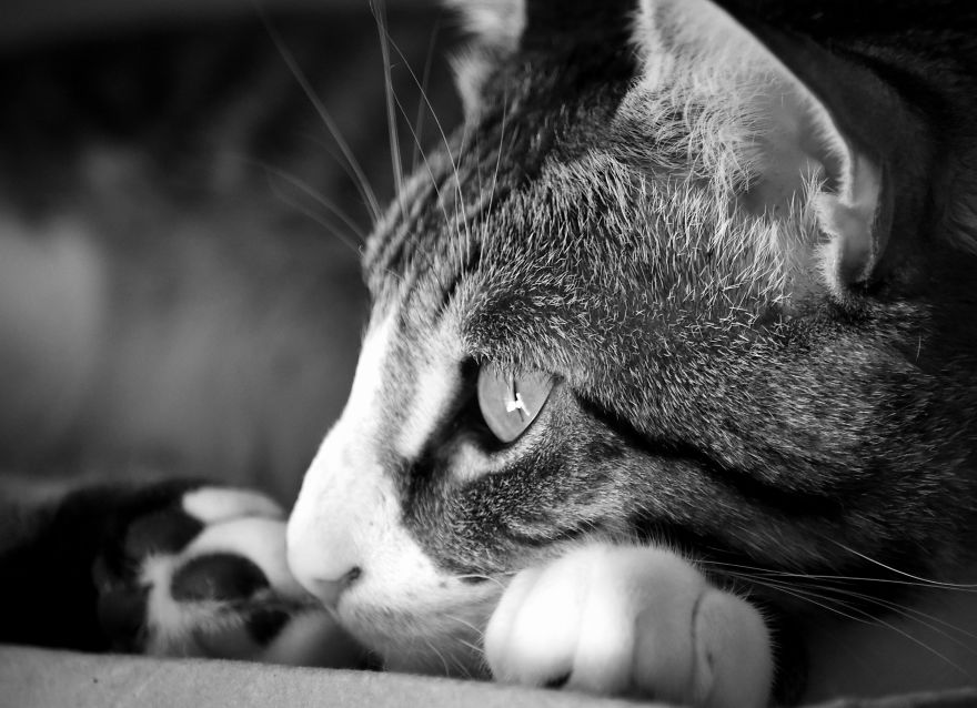 I Adopted A Cat In February, And He's Been Posing For Photos Throughout The Pandemic I Adopted A Cat In February, And He's Been Posing For Photos Throughout The Pandemic