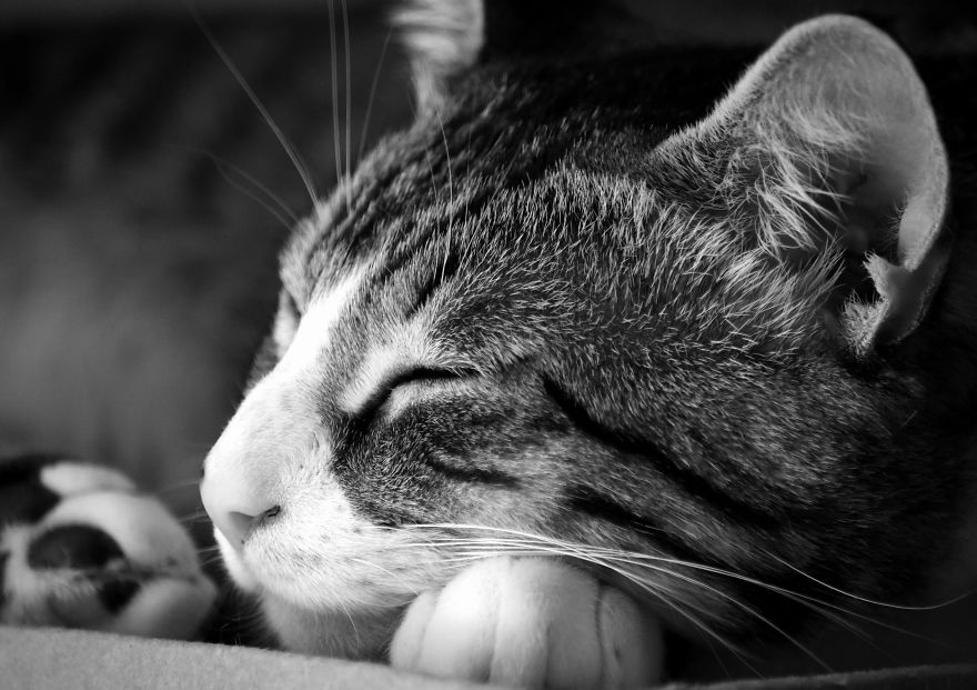 I Adopted A Cat In February, And He's Been Posing For Photos Throughout The Pandemic