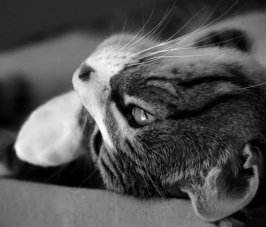 I Adopted A Cat In February, And He's Been Posing For Photos Throughout The Pandemic