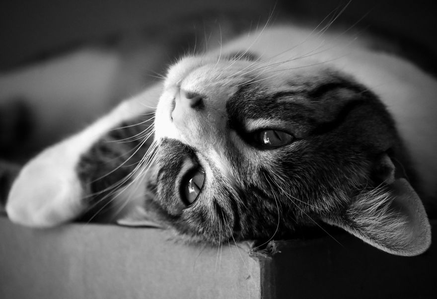 I Adopted A Cat In February, And He's Been Posing For Photos Throughout The Pandemic