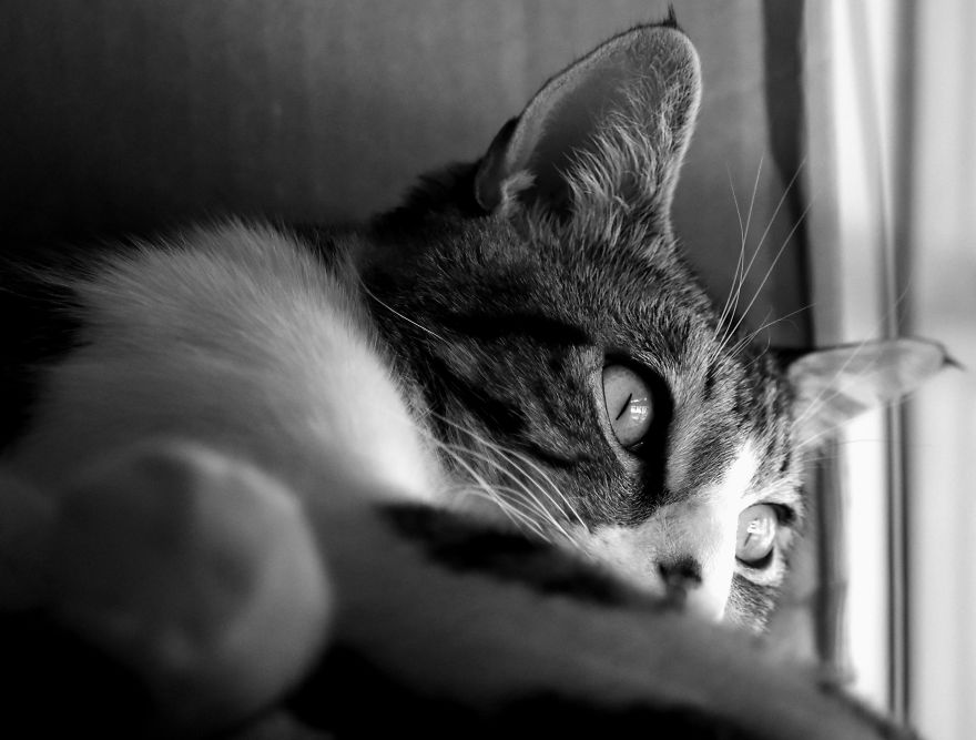 I Adopted A Cat In February, And He's Been Posing For Photos Throughout The Pandemic I Adopted A Cat In February, And He's Been Posing For Photos Throughout The Pandemic