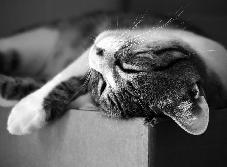 I Adopted A Cat In February, And He's Been Posing For Photos Throughout The Pandemic