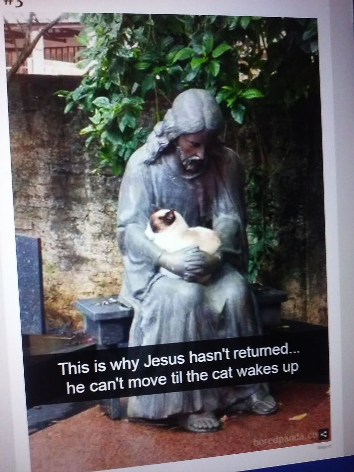 Cats Rule The World.