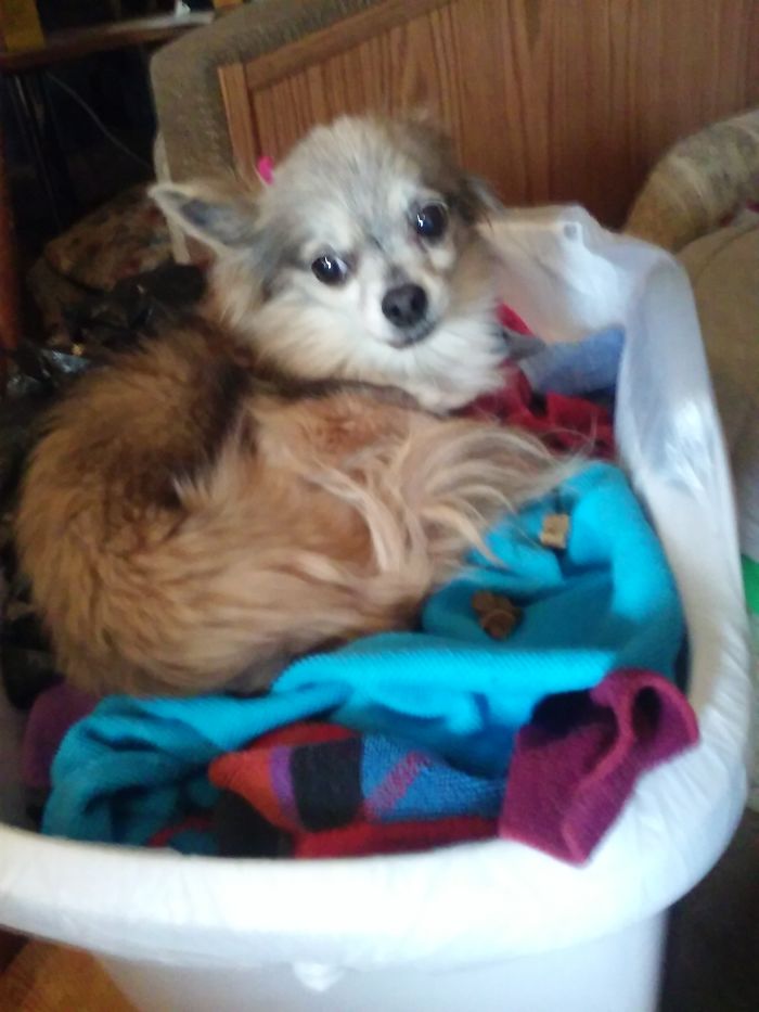 Our Lil' Miss. We Lost Her In May. She Gave Me 16 Years Of Joy.