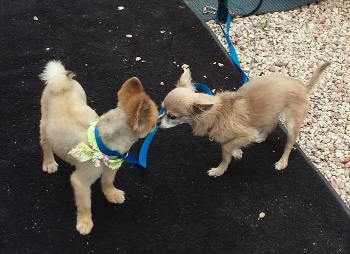Kodo (L) Meeting His Sister Lil' Miss For The First Time.