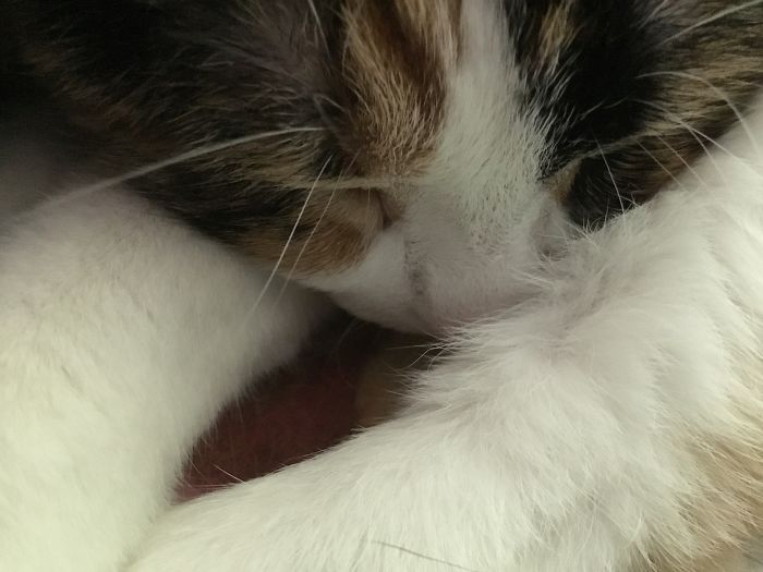 Daisy Has Been With Us For 7 Years. We Love Her So Dearly. She Even Grew On My Dad