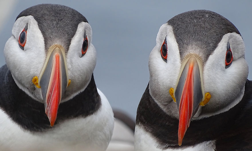 Paired Up Puffins