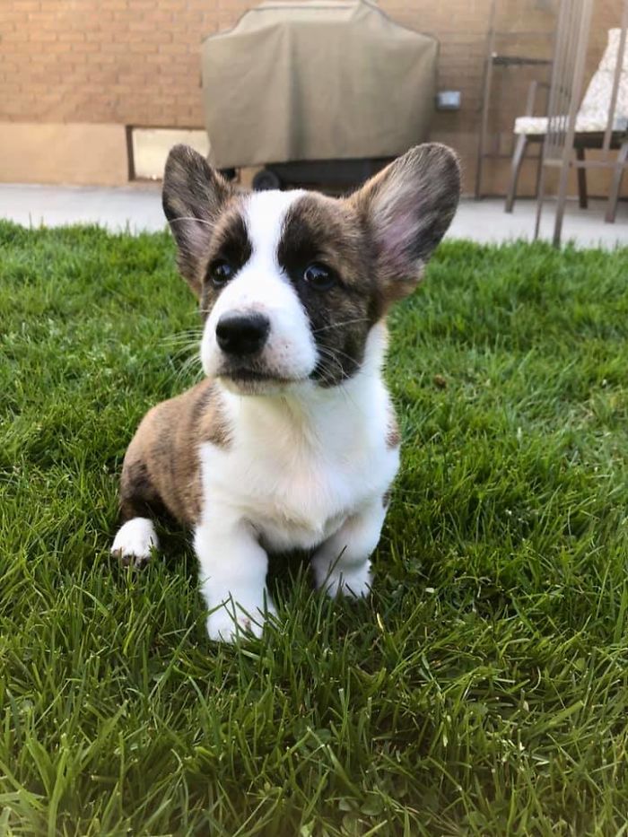 Met Ellie Today - The Cardigan Welsh Corgi