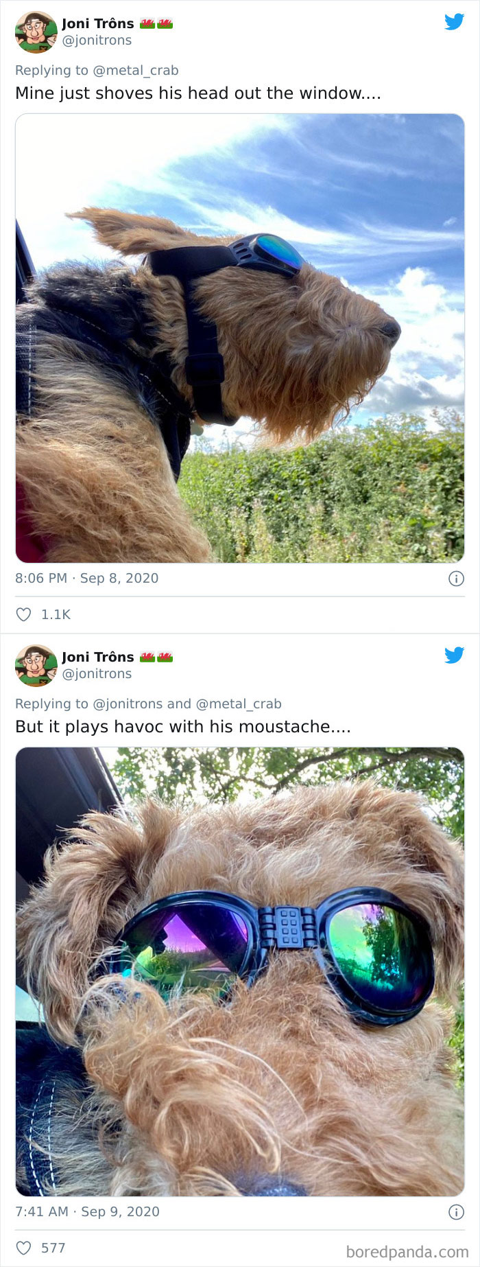 Funny-Dogs-Riding-Cars-Pics