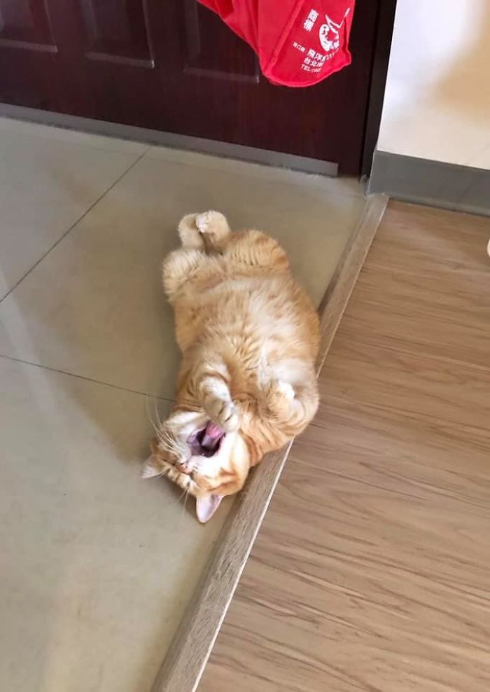 This Adorable Ginger Cat Sleeps All Day But Is Constantly Tired, And People Think It&rsquo;s Absolutely Relatable (17 Pics)