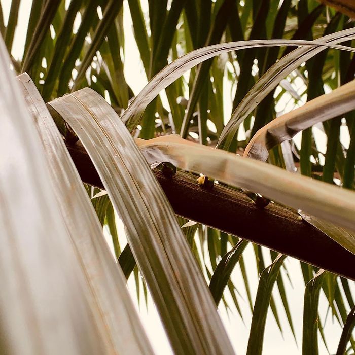 Monkey Steals Guy's Phone, &lsquo;Takes' A Bunch Of Selfies, Also Manages To Get One &lsquo;Artistic' Shot