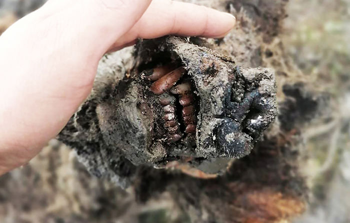 Perfectly Preserved Remains Of A 40,000-Year-Old Ice Age Cave Bear Were Just Discovered In Siberia Perfectly Preserved Remains Of A 40,000-Year-Old Ice Age Cave Bear Were Just Discovered In Siberia