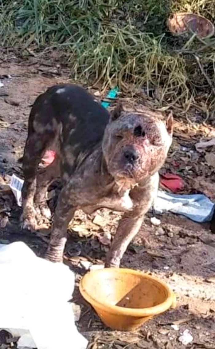 This Abandoned Pit Bull Was Certain To Die Alone, But Then This Good-Willed Man Found Her (20 Pics) This Abandoned Pit Bull Was Certain To Die Alone, But Then This Good-Willed Man Found Her (20 Pics)