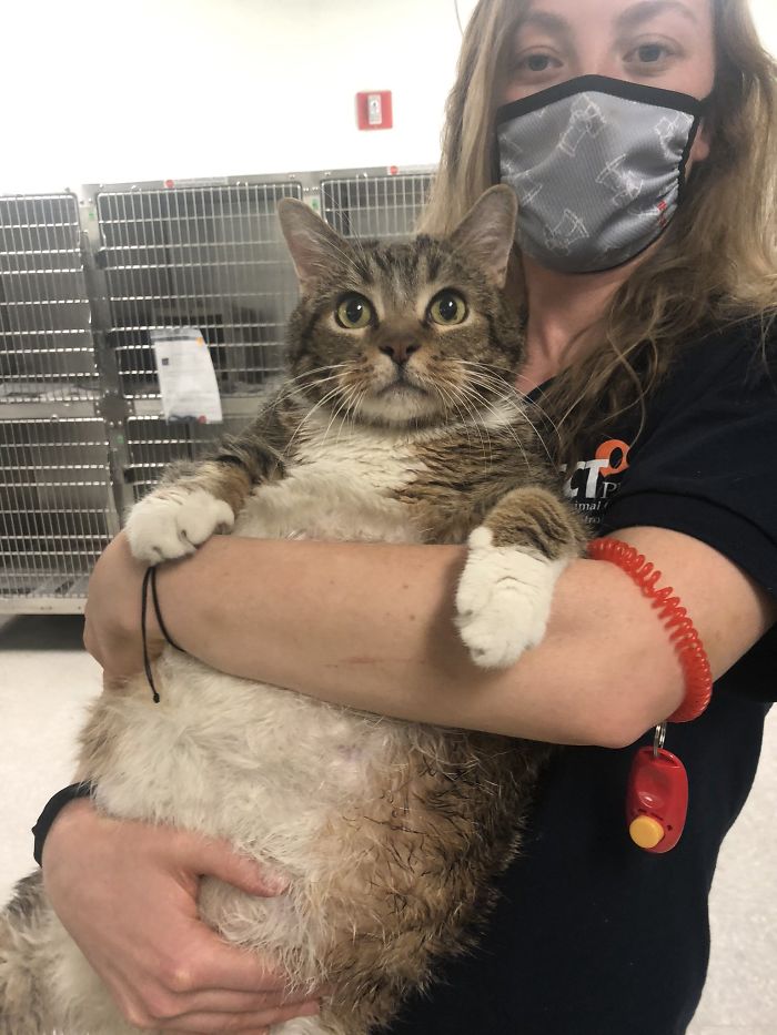 30 Lb Chonk Cat Named Lasagna Gets New Home, New Owners Thrilled With Getting Lasagna And Helping Her Get Healthy 30 Lb Chonk Cat Named Lasagna Gets New Home, New Owners Thrilled With Getting Lasagna And Helping Her Get Healthy