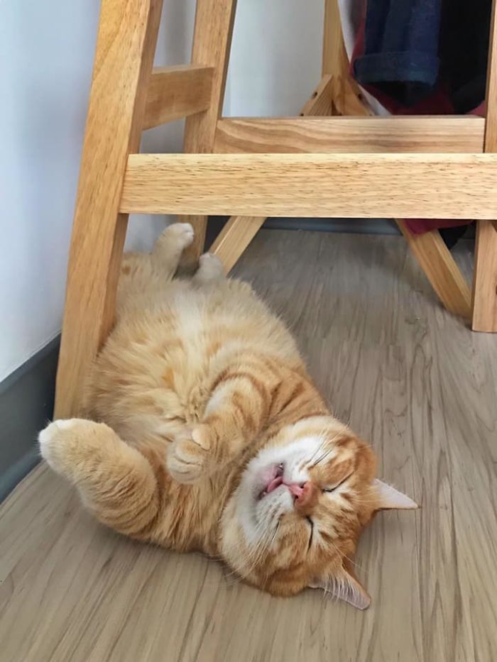 This Adorable Ginger Cat Sleeps All Day But Is Constantly Tired, And People Think It&rsquo;s Absolutely Relatable (17 Pics)