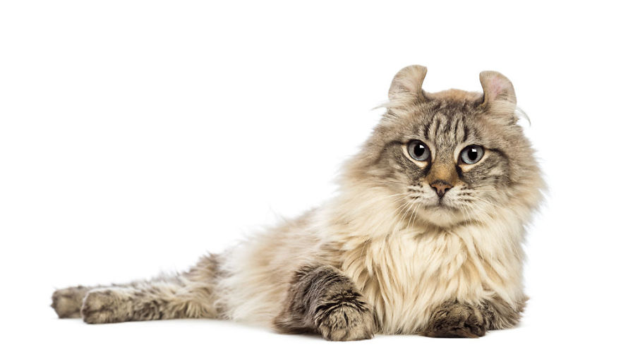 10 Top Cutest Cat Breeds!