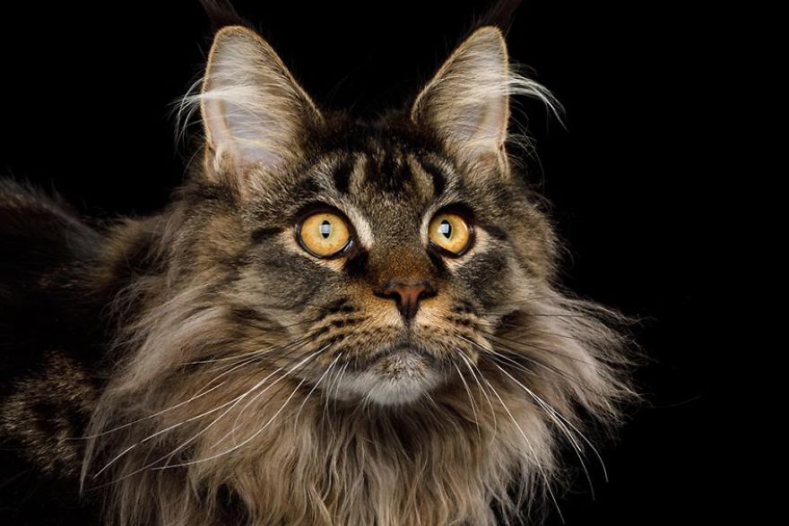 10 Top Cutest Cat Breeds!