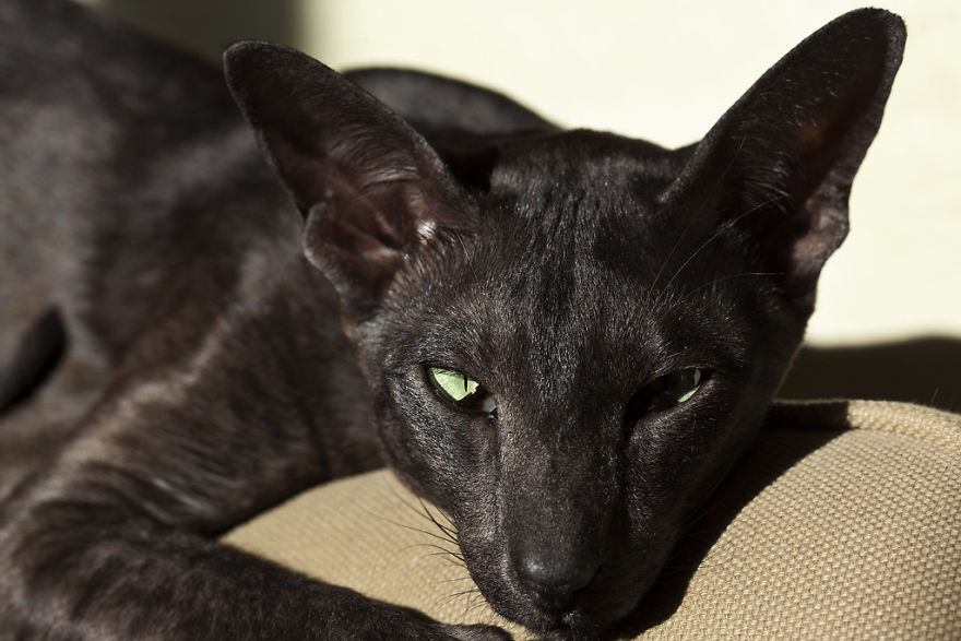 10 Top Cutest Cat Breeds!