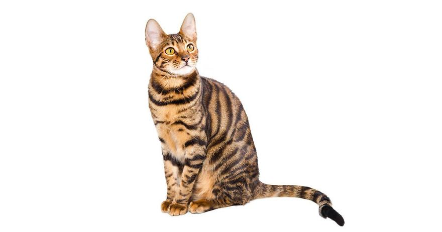 10 Top Cutest Cat Breeds!