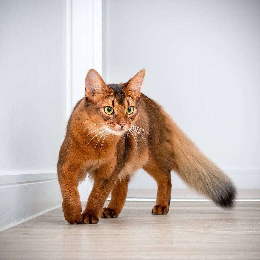 10 Top Cutest Cat Breeds!