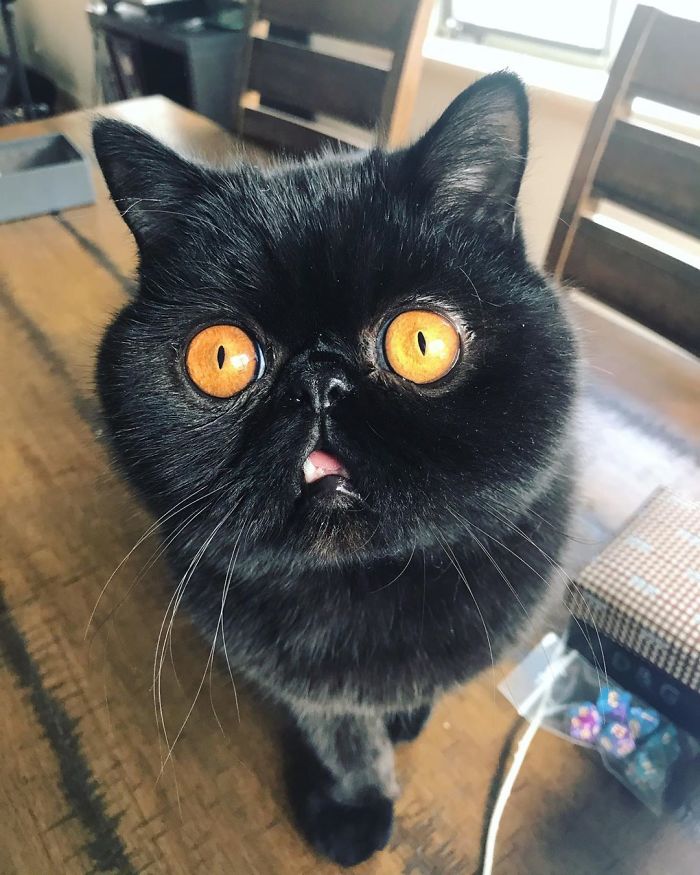 Couple Gets A Cat, And As He Gets Older, His Eyes Change Into Round, Orange, Horror-Like Eyes Couple Gets A Cat, And As He Gets Older, His Eyes Change Into Round, Orange, Horror-Like Eyes