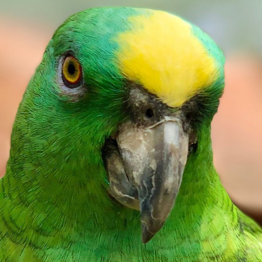 Parrot Singing Beyonc&eacute;'s "If I Were A Boy" Goes Viral And It's Really Wholesome