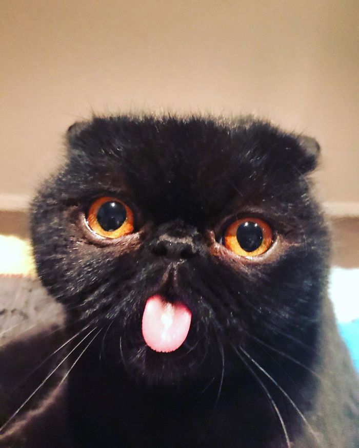 Couple Gets A Cat, And As He Gets Older, His Eyes Change Into Round, Orange, Horror-Like Eyes