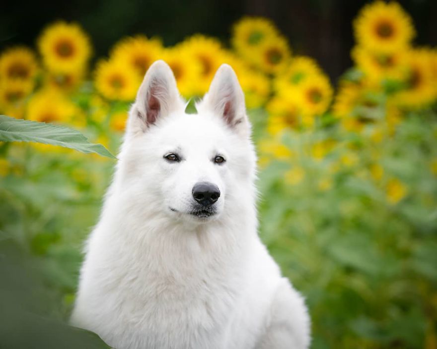 Woman’s Photoshoot Of Her Three Dogs With Sunflowers Goes Hilariously Wrong When They Discover How Tasty The Flowers Are Woman’s Photoshoot Of Her Three Dogs With Sunflowers Goes Hilariously Wrong When They Discover How Tasty The Flowers Are