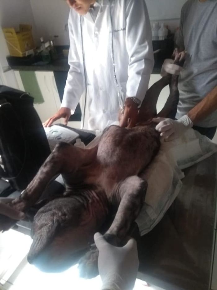 This Abandoned Pit Bull Was Certain To Die Alone, But Then This Good-Willed Man Found Her (20 Pics) This Abandoned Pit Bull Was Certain To Die Alone, But Then This Good-Willed Man Found Her (20 Pics)