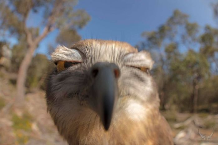 Owl Hitting The Camera Or His Reflection Or Drunk ??