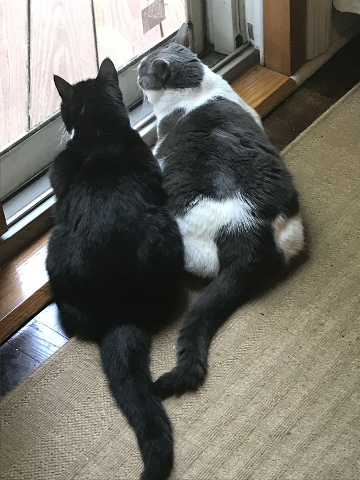 My Cats Comet And Star (4 Years Old). They Are One Of The Only Reasons That I Have Faith In The World. 🙂