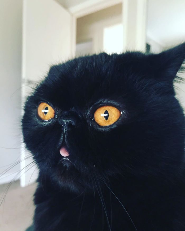 Couple Gets A Cat, And As He Gets Older, His Eyes Change Into Round, Orange, Horror-Like Eyes