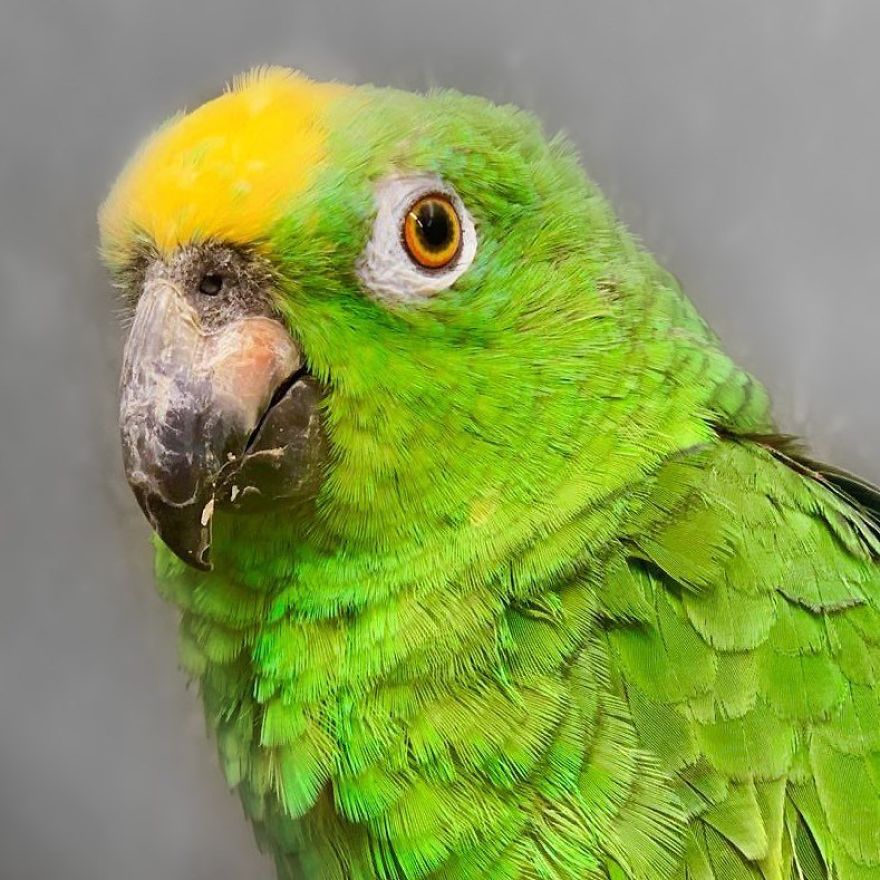 Parrot Singing Beyonc&eacute;'s "If I Were A Boy" Goes Viral And It's Really Wholesome
