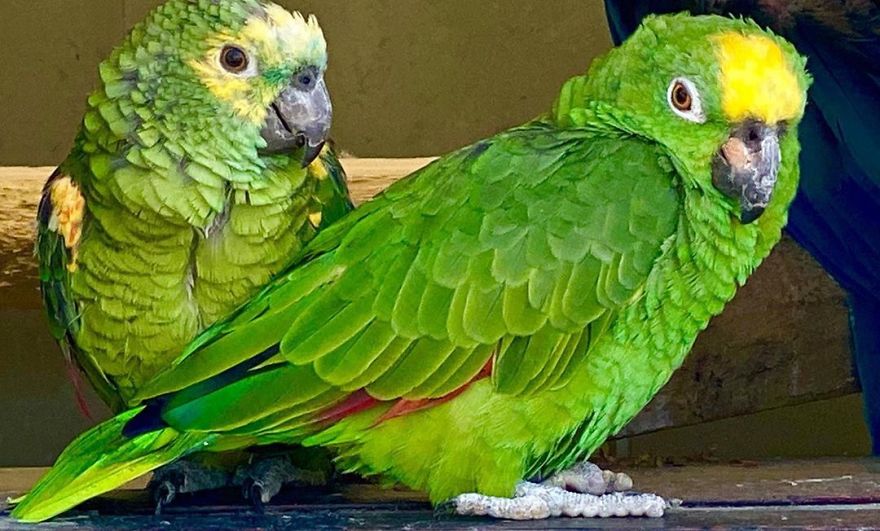 Parrot Singing Beyonc&eacute;'s "If I Were A Boy" Goes Viral And It's Really Wholesome