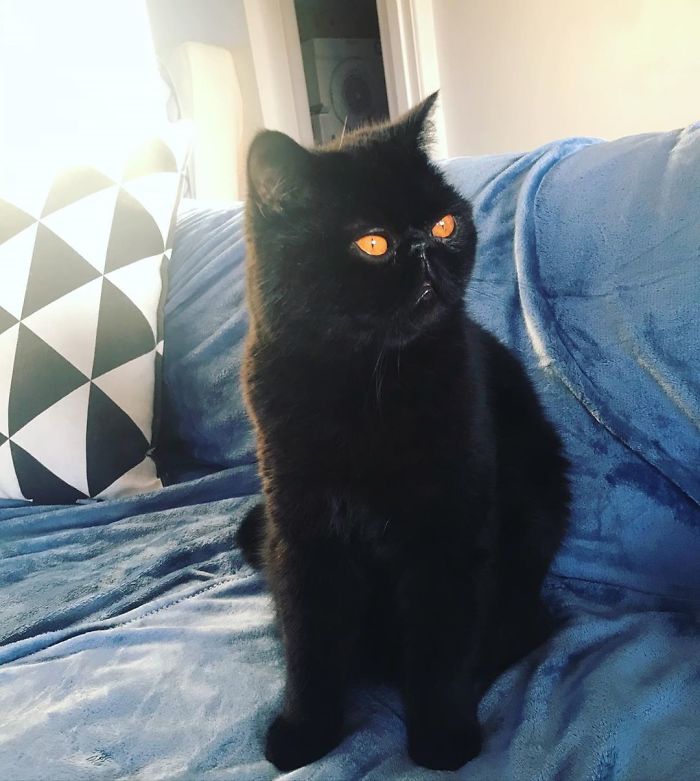 Couple Gets A Cat, And As He Gets Older, His Eyes Change Into Round, Orange, Horror-Like Eyes Couple Gets A Cat, And As He Gets Older, His Eyes Change Into Round, Orange, Horror-Like Eyes