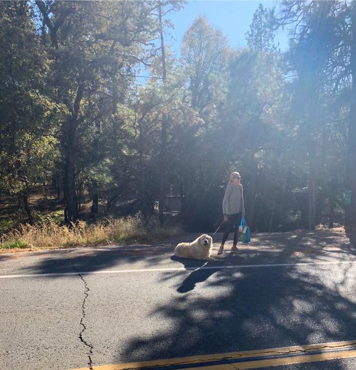 On My Way Home I Saw This Huge Floof Refusing To Walk Despite His Mom Using Bribes And Pg13 Words. I Offered Mom And The (Obviously) Exhausted Pup A Ride. Mom Said, Thanks So Much, But He Does This Often And Needs To Learn It’s Not Rewarded By A Car Ride. I Told Her I Must Share The Story And Picture With A Friend. Here, Friend