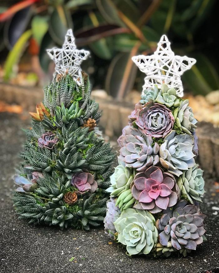 These 13-Inch Succulent Christmas Trees Are Ideal For Celebrating In A Small Space